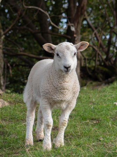 sheep, lamb, livestock, farm, grass, green, fluffy, animal, nature, cute, sheep, sheep, lamb, lamb, lamb, lamb, lamb